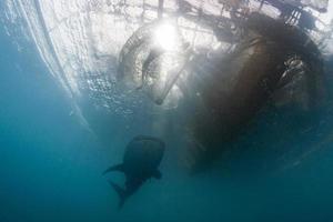 tiburón ballena bajo la plataforma de los pescadores en papua foto