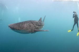 Whale Shark underwater approaching a scuba diver in the deep blue sea similar to attack but inoffensive photo