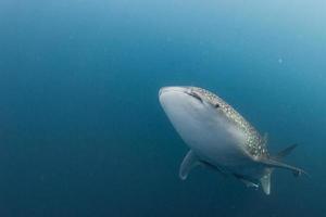 tiburón ballena bajo el agua acercándose a un buzo en indonesia foto