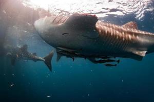 tiburón ballena bajo la plataforma de los pescadores en papua foto