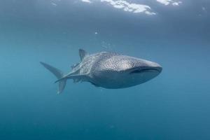 Whale Shark close up underwater portrait photo