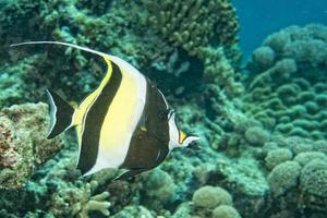 Moorish idol fish photo