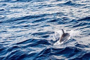 Dolphins while jumping in the deep blue sea photo