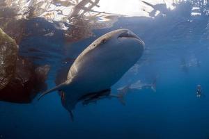 Whale Shark under fishermen platform in Papua photo