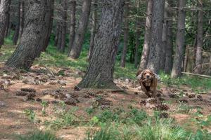 perro cachorro cocker spaniel corriendo en el bosque foto