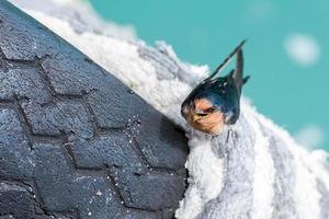 swallow swift on the sea background photo