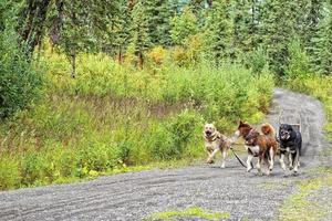 Sled dog while training in summer photo