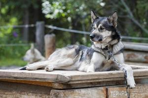 perro de trineo mientras descansa foto