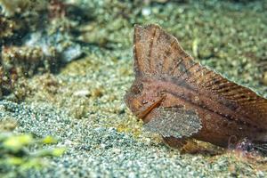 Brown Leaf fish in Siladen photo