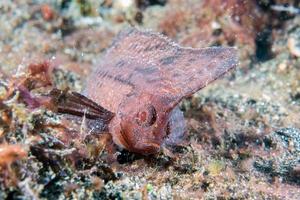 Brown Leaf fish in Siladen photo