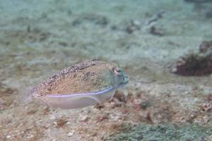 Squid cuttlefish underwater on black lava sand much dive photo