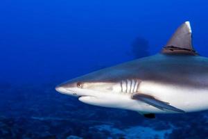 A grey shark jaws ready to attack underwater close up portrait photo