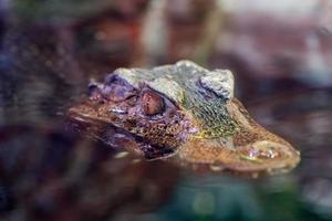 Crocodile Alligator cayman eye close up photo