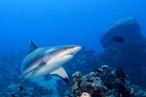 A grey shark jaws ready to attack underwater close up portrait photo