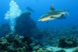 A grey shark jaws ready to attack underwater close up portrait photo