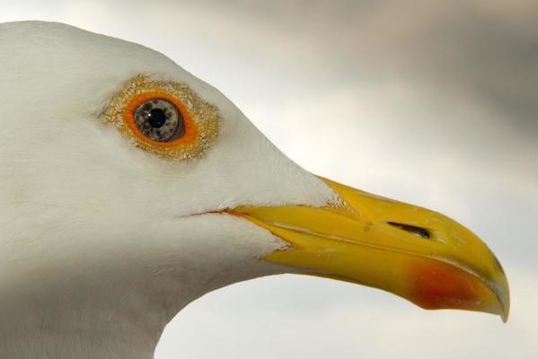 Seagull Head close up macro detail