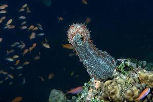 Holoturian sea cucumber photo