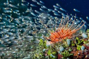 Scorpion Lion fish portrait photo