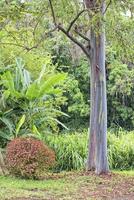 Rainbow Eucaliptus tree in hawaii photo