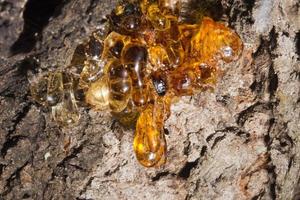 tree natural amber resin photo
