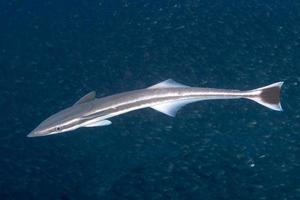 remora suckerfish on black background photo