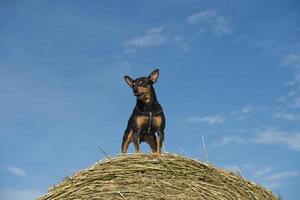 pincher dog playing photo