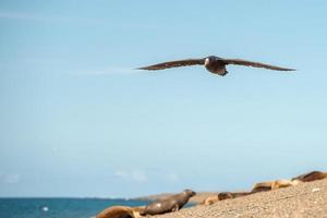 patagonia petrel bird while flying photo