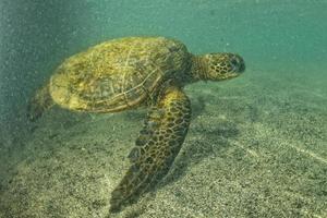 green turtle underwater close up near the shore photo