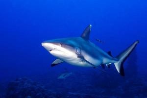 A grey shark jaws ready to attack underwater close up portrait photo