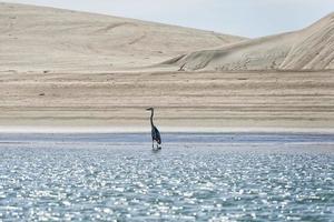 Blue black heron portrait photo