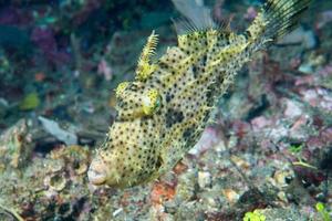 trigger fish underwater close up portrait photo