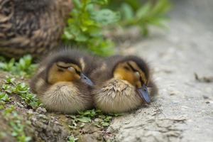 Two puppy Duck while sleeping photo