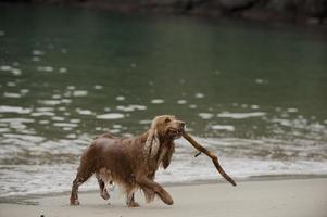 un retrato de cocker spaniel inglés mientras lleva una madera en la playa de arena foto