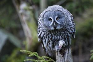 Grey owl portrait while eating a mouse photo