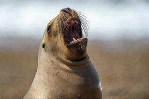 foca de león marino en la playa retrato de primer plano foto