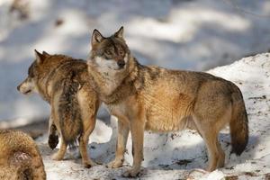 Grey wolf on the snow background photo