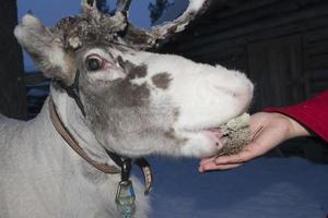 reindeer portrait in winter snow time photo