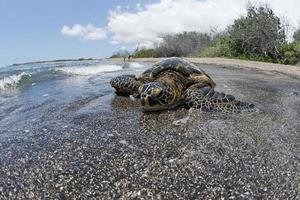 Green Turtle on sandy beach in Hawaii photo