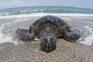 tortuga verde en la playa de arena foto