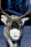 reindeer portrait in winter snow time photo