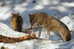 wolf eating in the snow photo