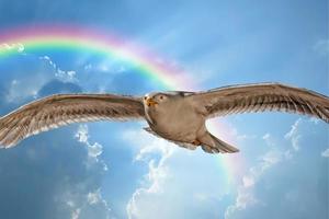 Seagull while flying on rainbow background photo