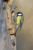 great blue tit on the brown background photo