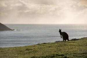 Kangaroo portrait silhouette on green grass photo