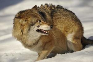 un lobo gris aislado en la nieve mientras cuida foto