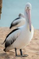 Pelican close up portrait on the beach photo