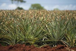 plantación de piña en hawaii foto