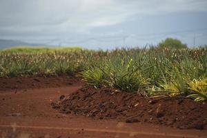 pineapple plantation in hawaii photo