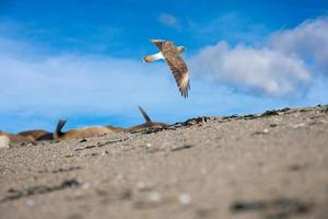 Peregrine falcon flying on th sky photo