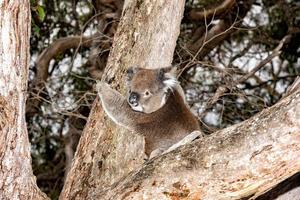 Wild koala on a tree while looking at you photo